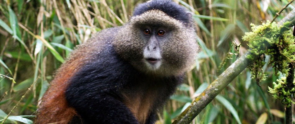 Volcanoes National Park - Gorilla Trek